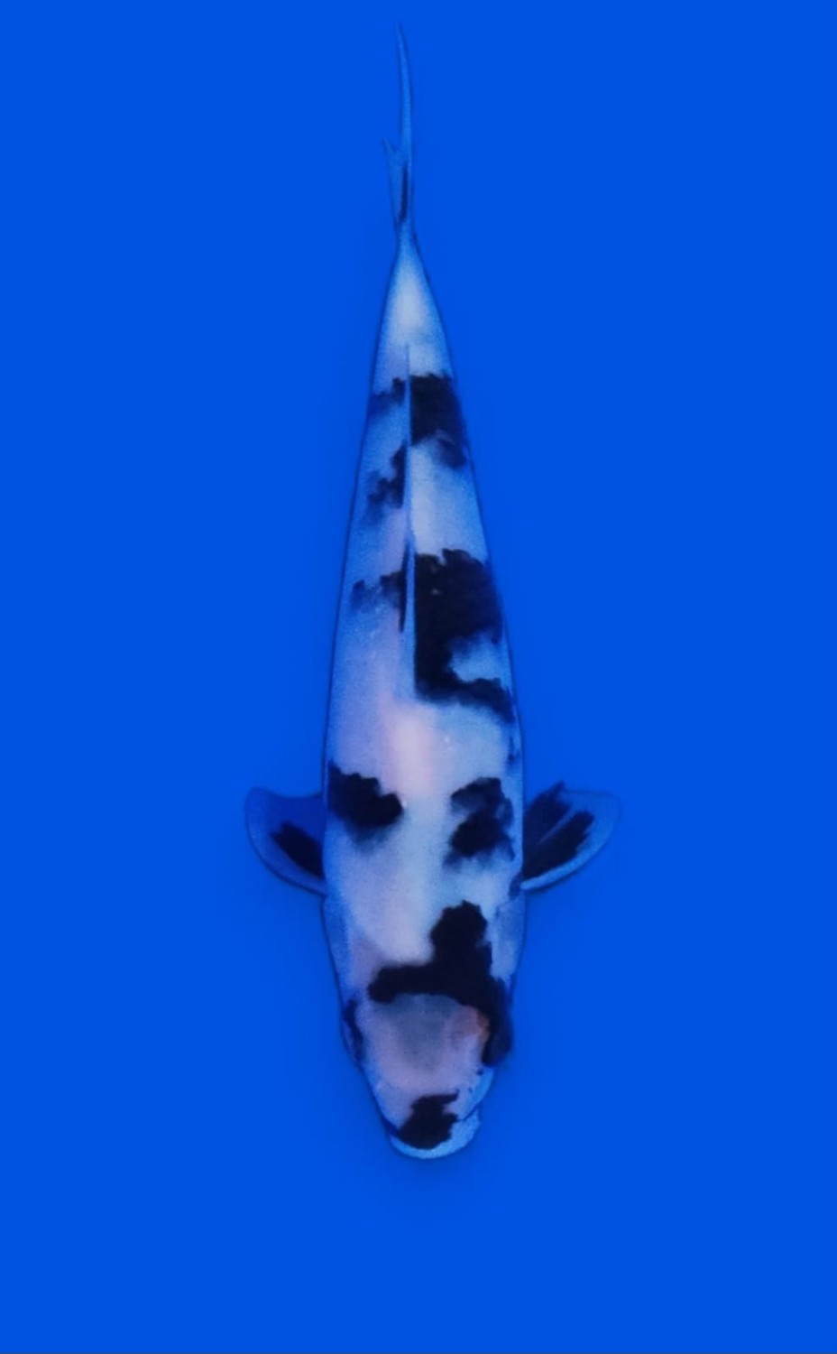 Best In Size F, 16 - 20 cm