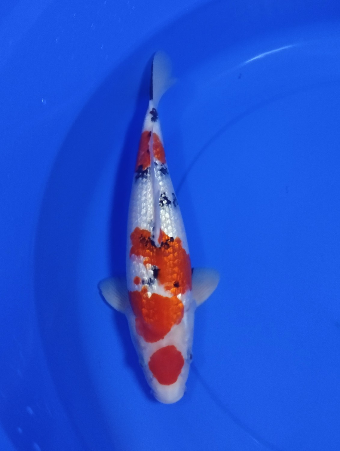 Juara 1