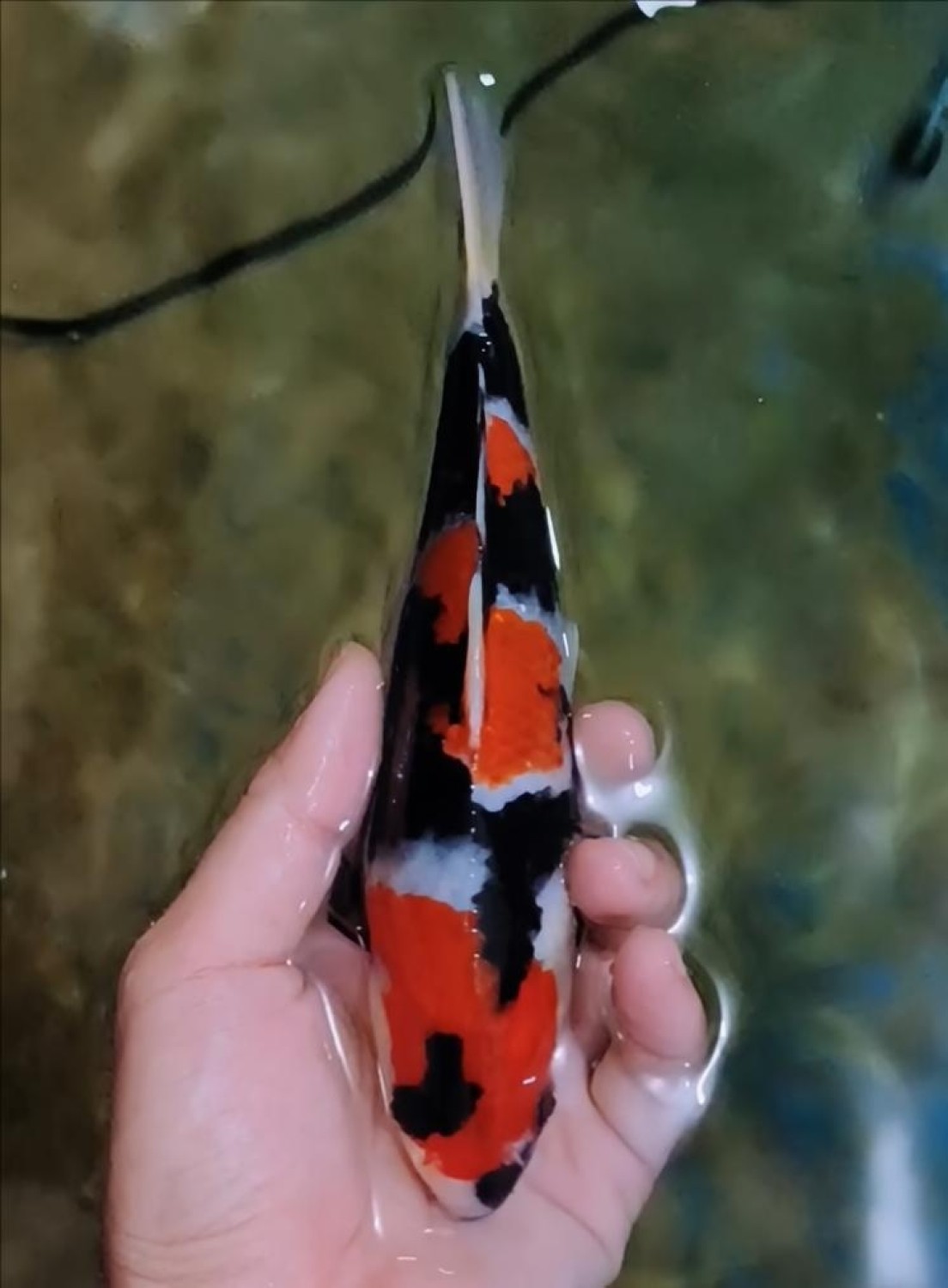 Juara 2