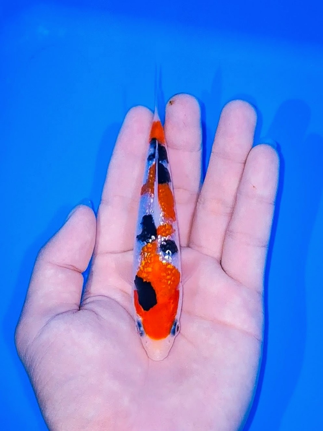 Juara 5