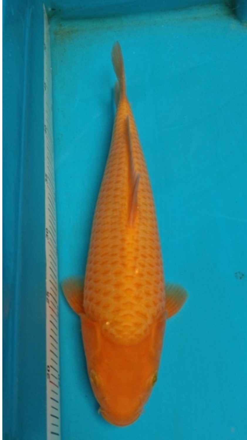 Juara 1