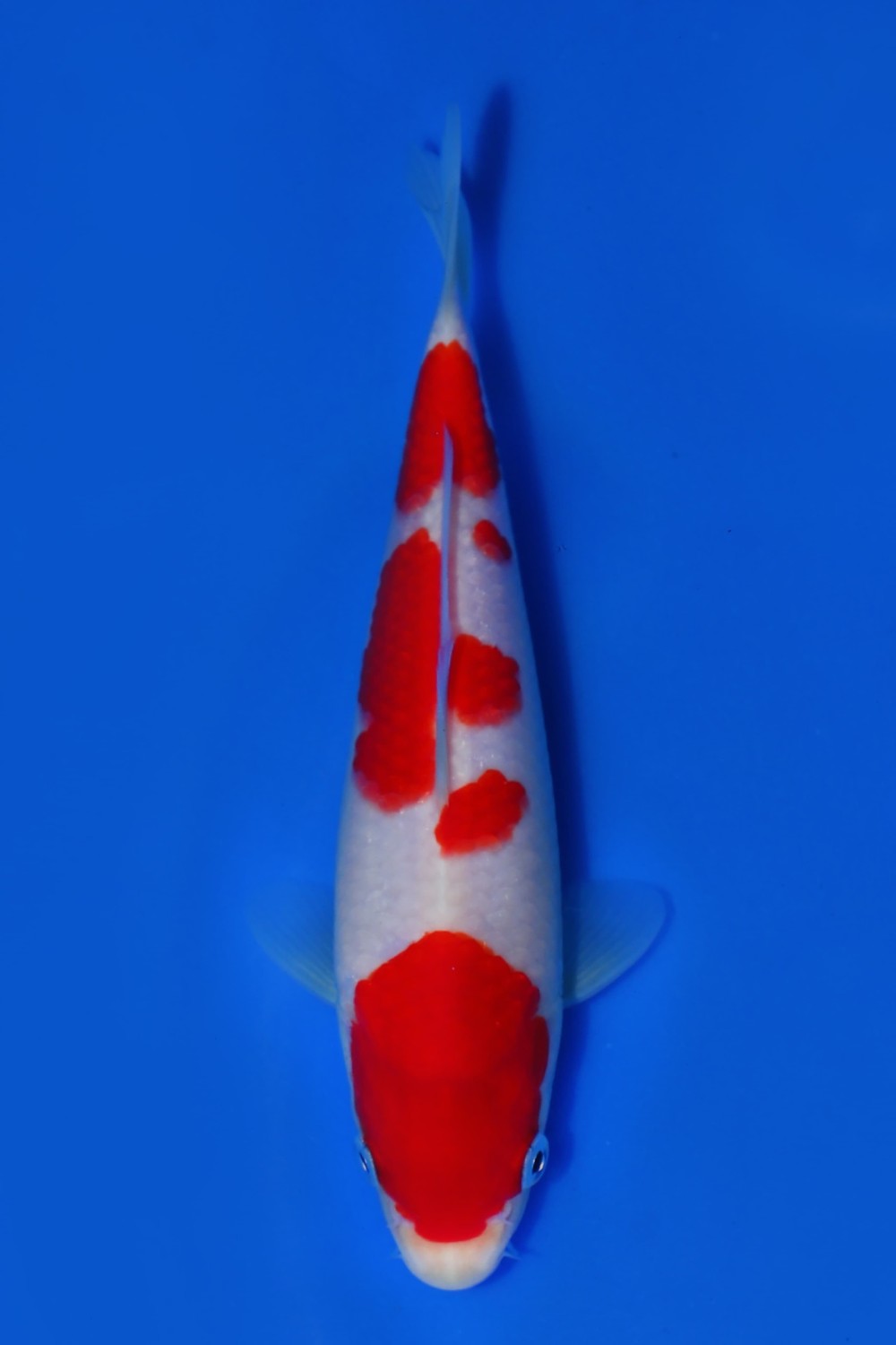 Juara 5