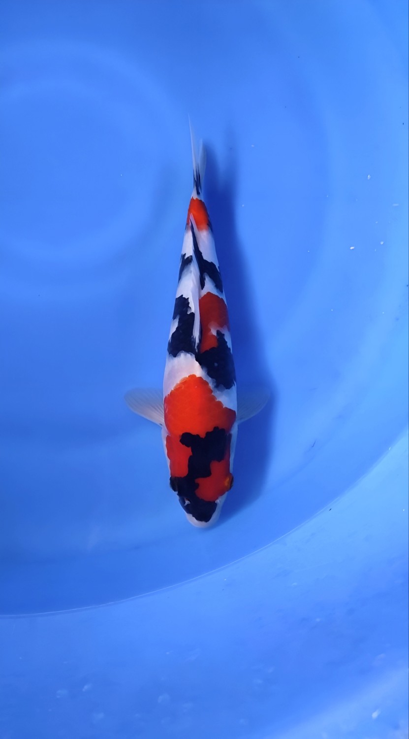 Best In Size A, 26 - 30 cm