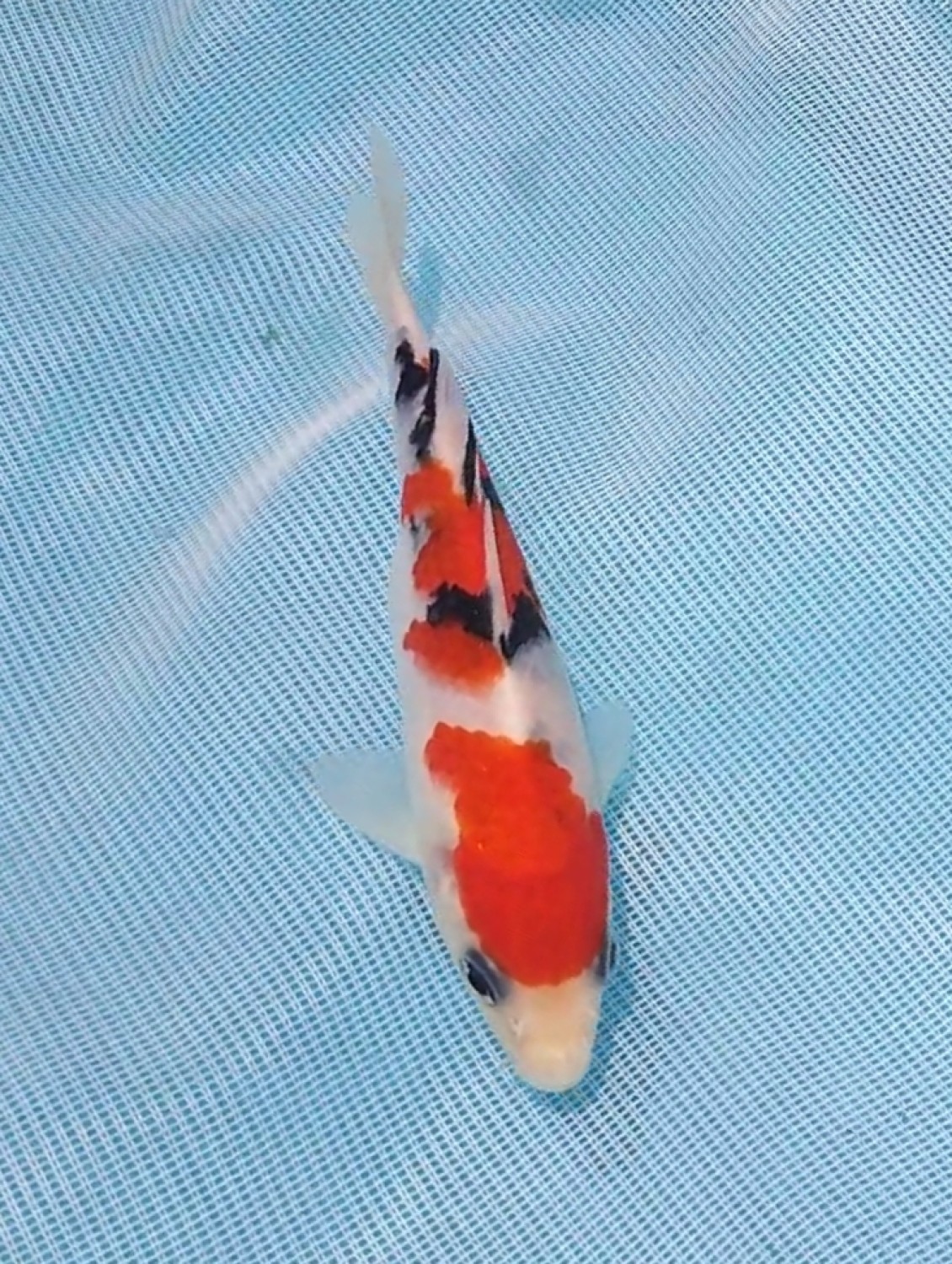 Mini Champion, F