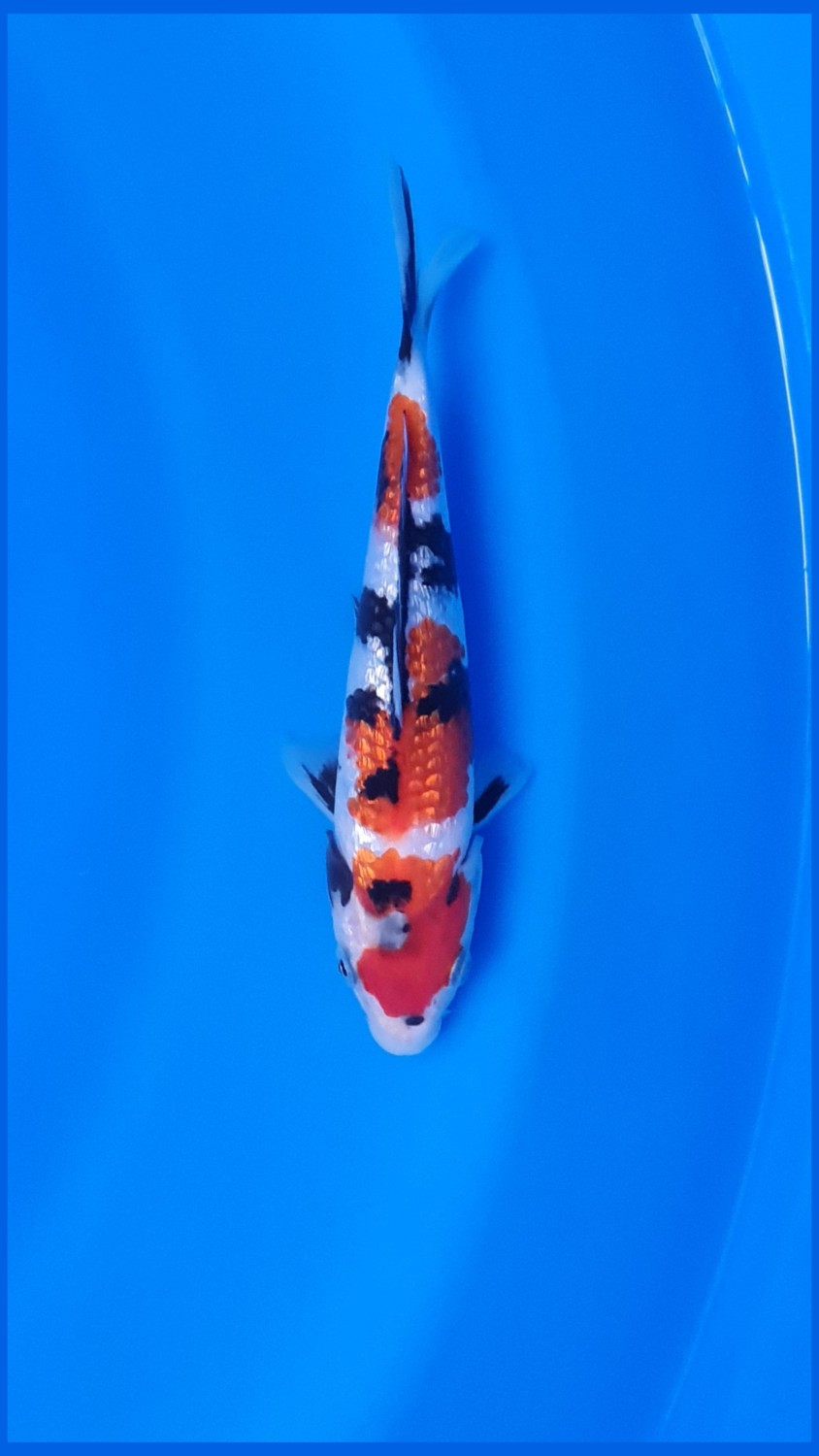 Juara 2