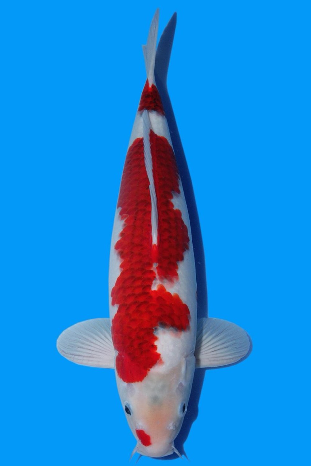 Juara 1