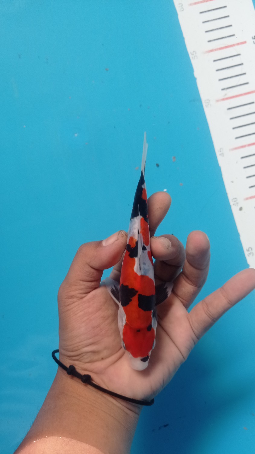 Juara 2