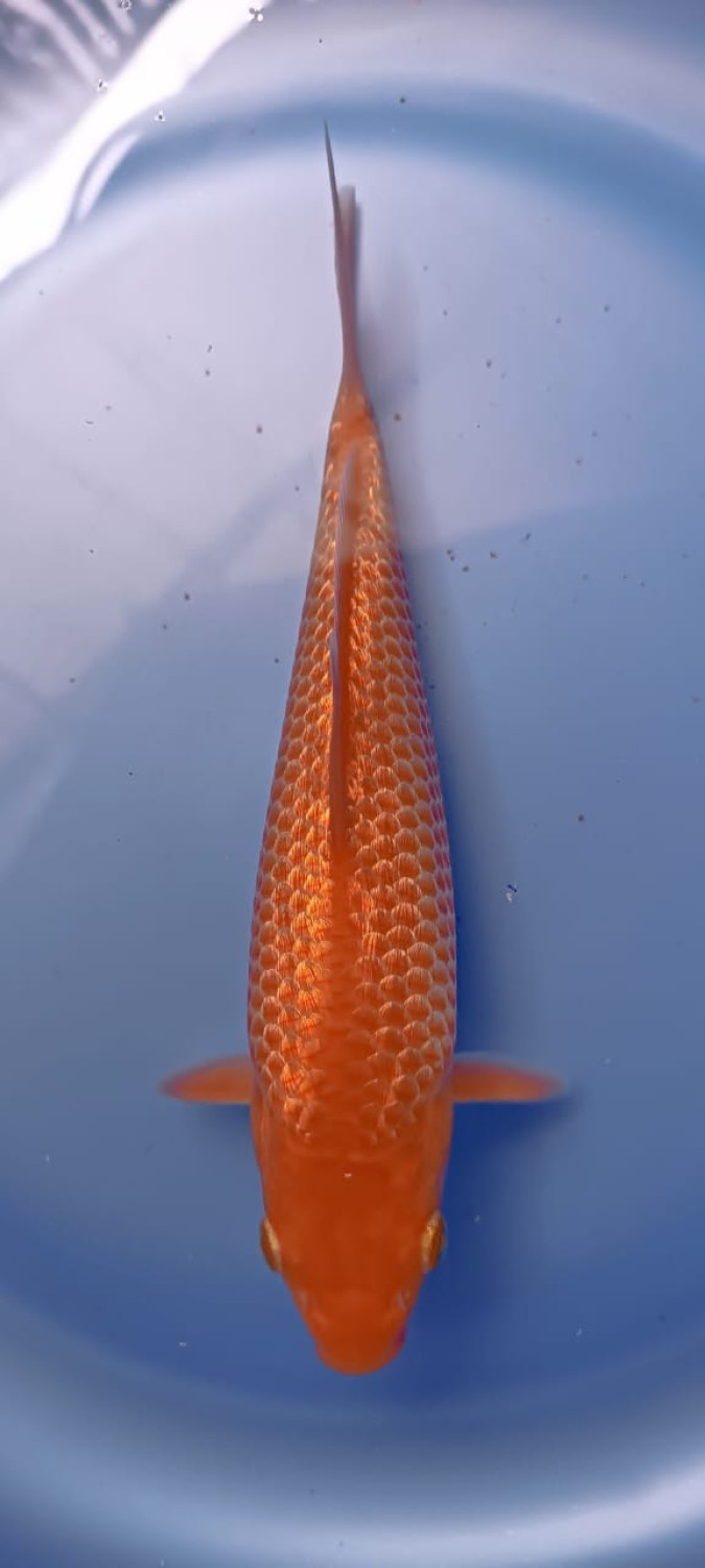 Juara 1