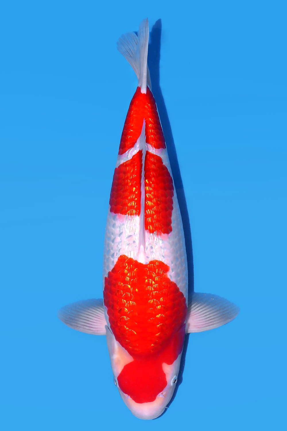 Juara 1