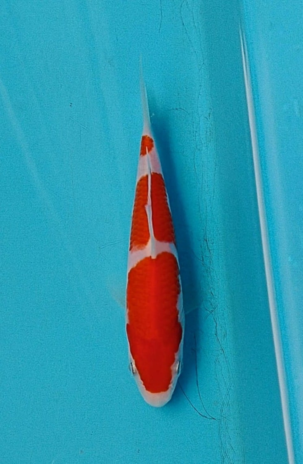 Juara 1