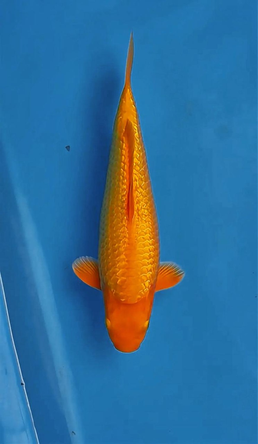 Juara 1