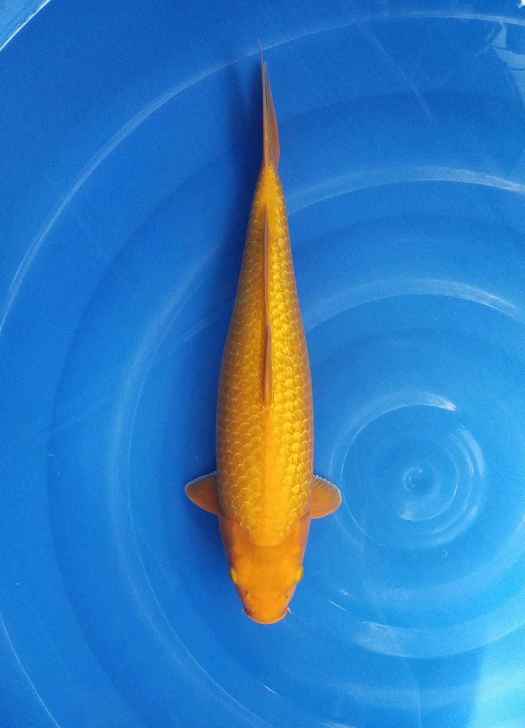 Juara 1