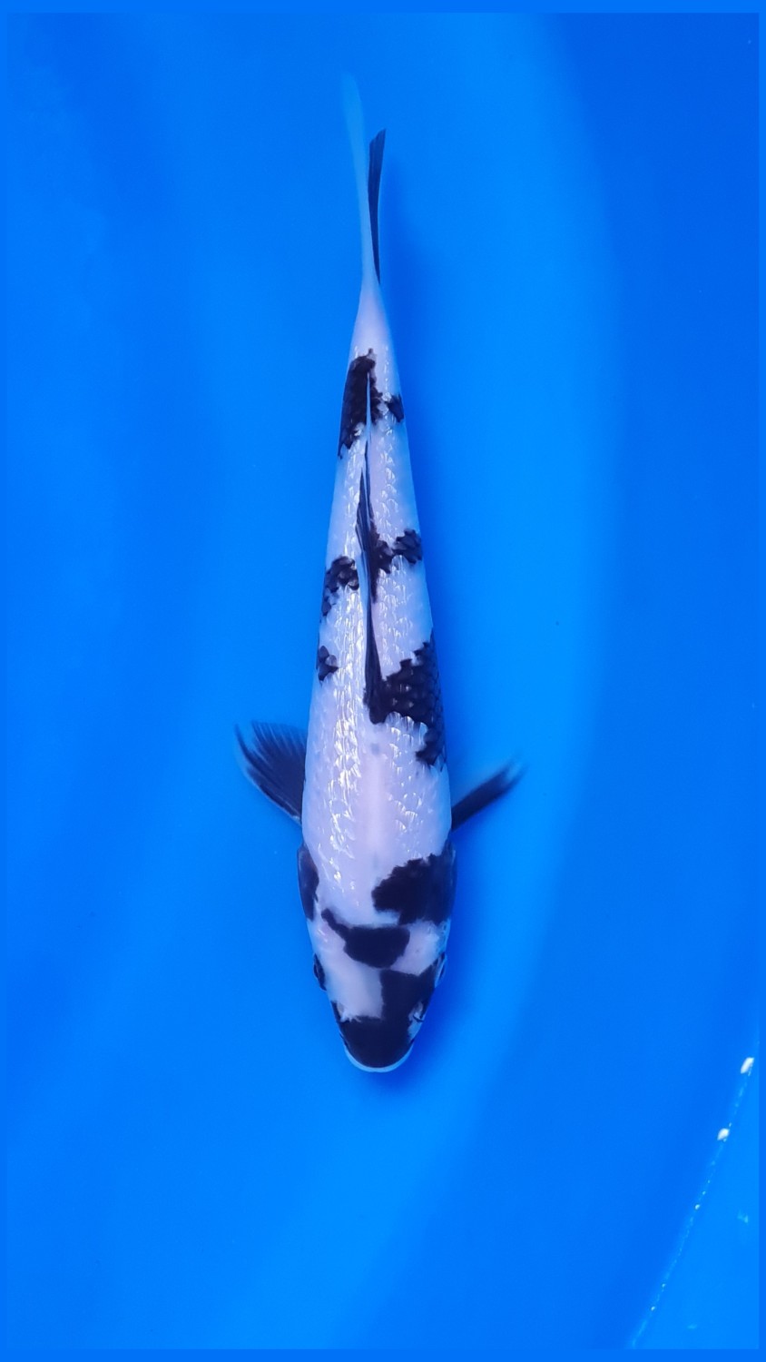 Juara 1