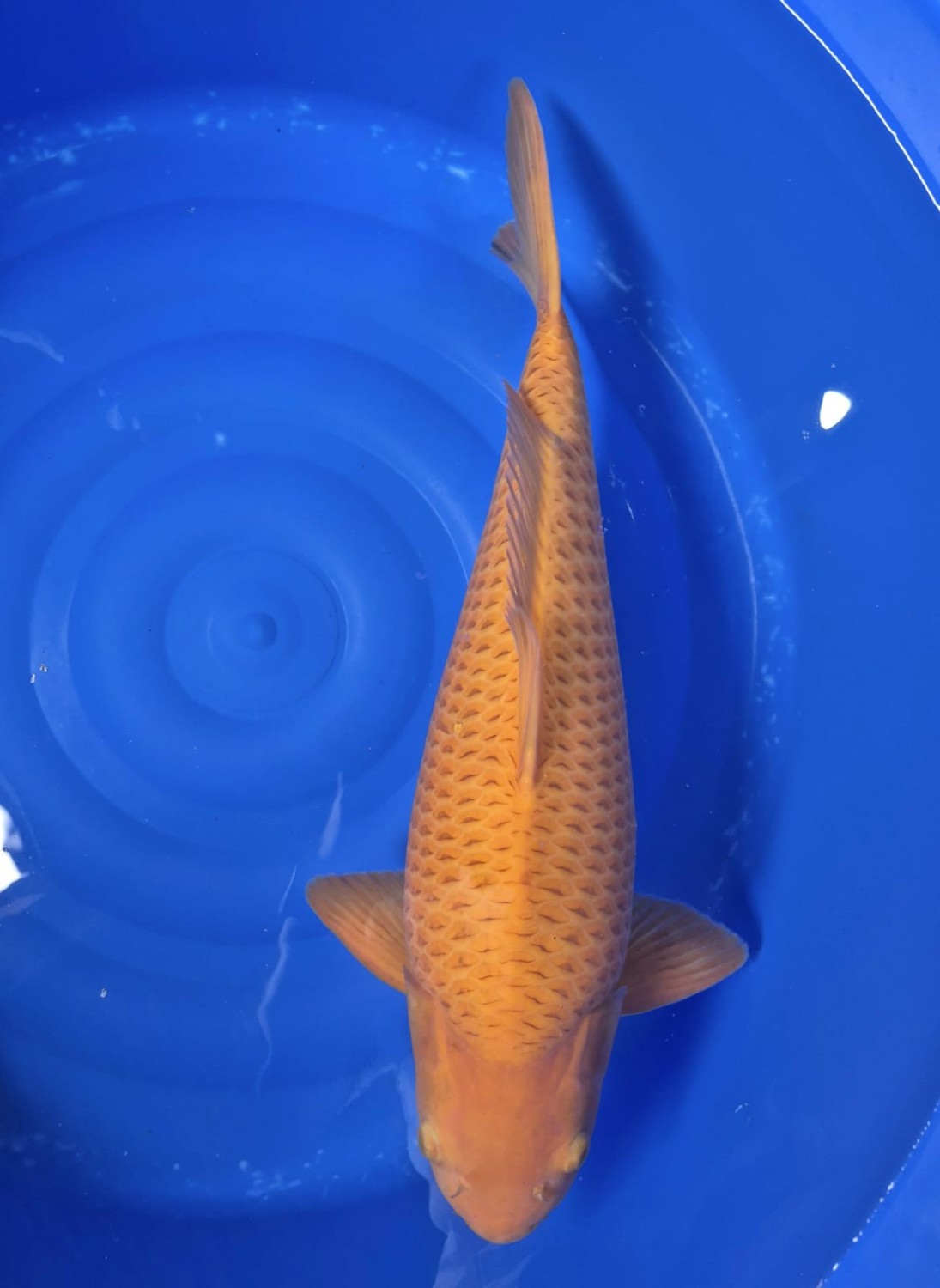 Best In Size E, 51 - 55 cm