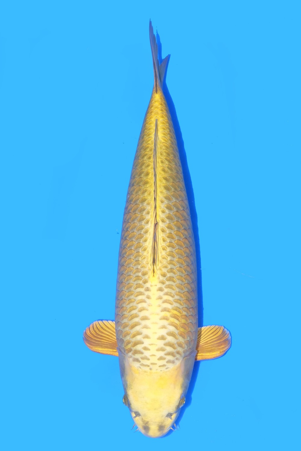 Juara 2