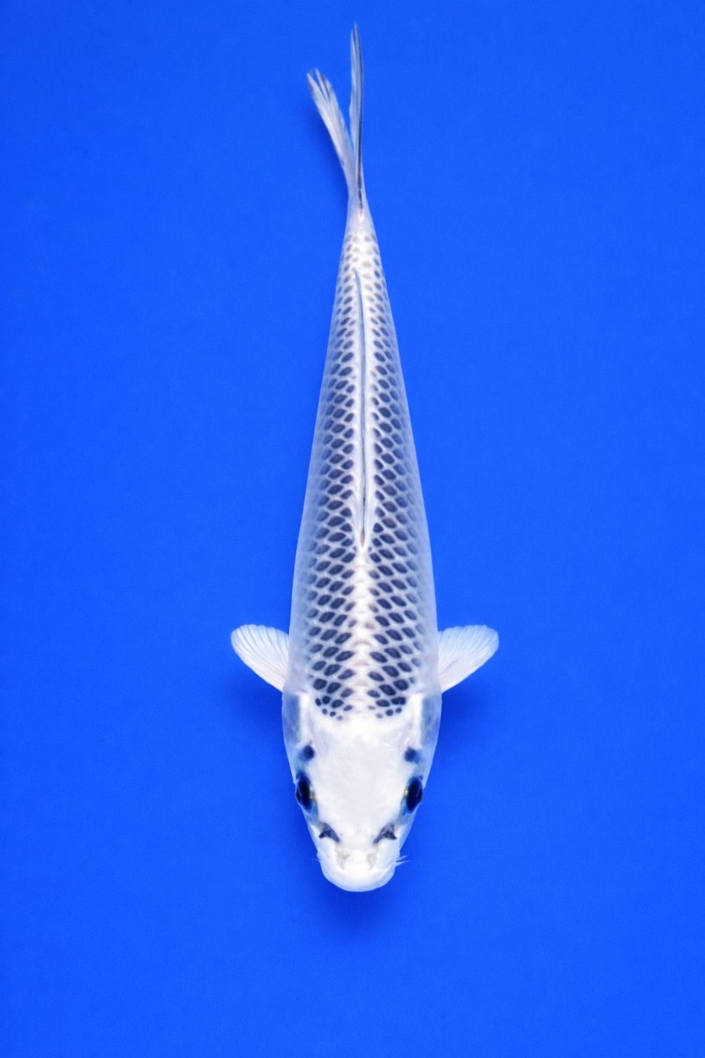 Best In Size E, 21 - 25 cm