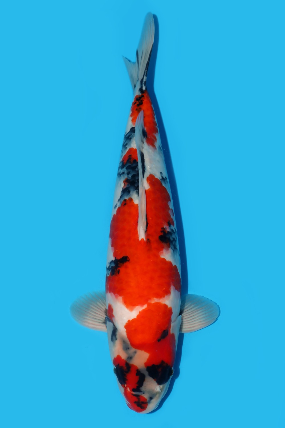 Juara 2