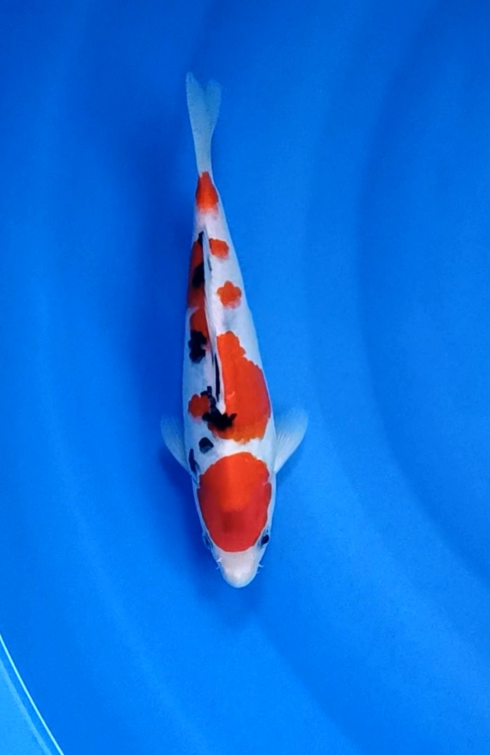 Best In Size F, 21 - 25 cm