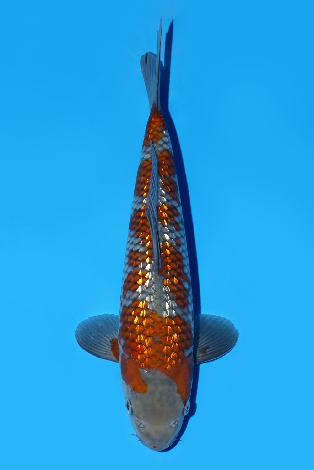Juara 4
