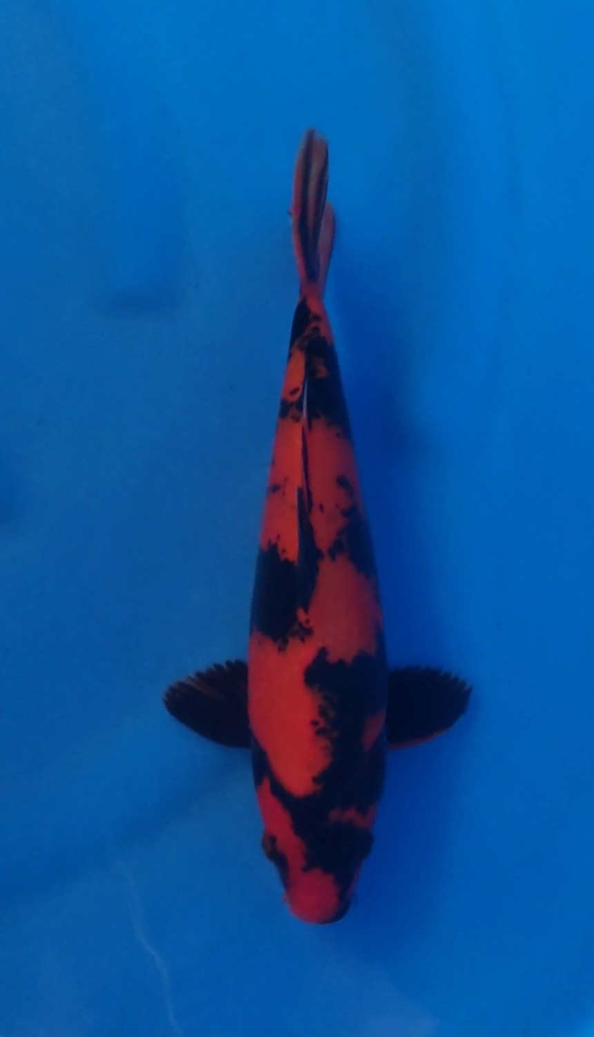 Best In Size D, 36 - 40 cm