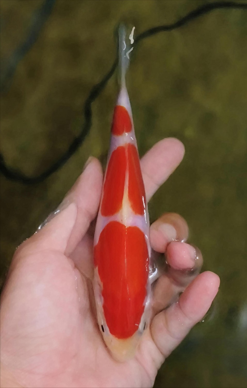 Juara 5