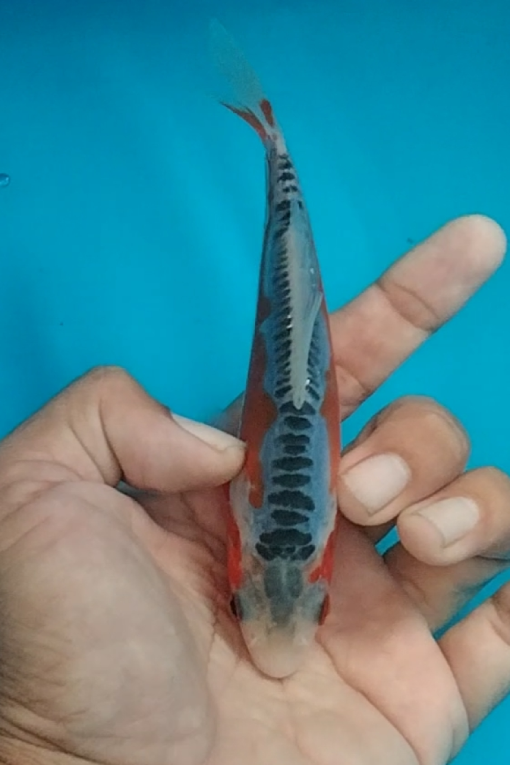 Juara 3