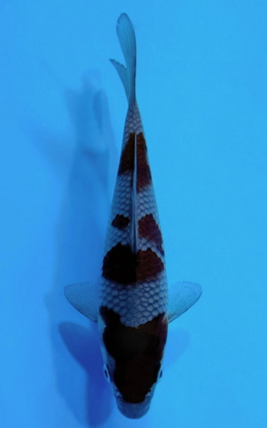 Best In Size B, 41 - 45 cm