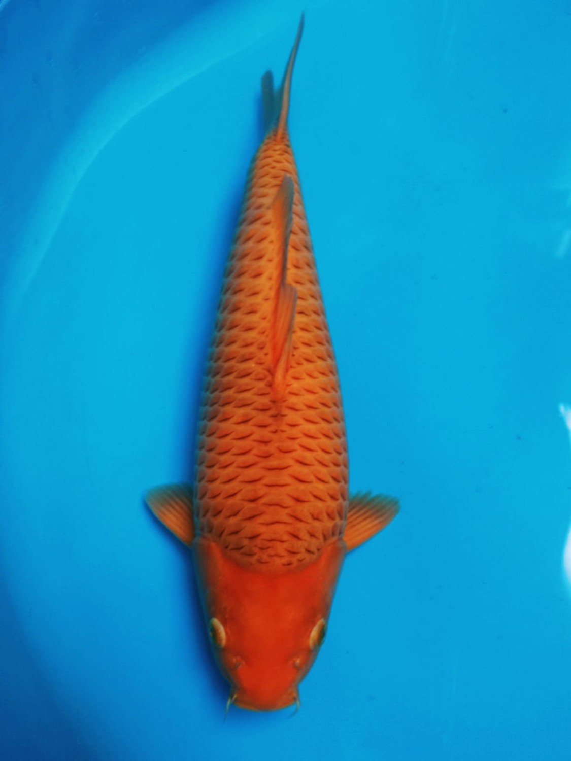 Best In Size E, 36 - 40 cm