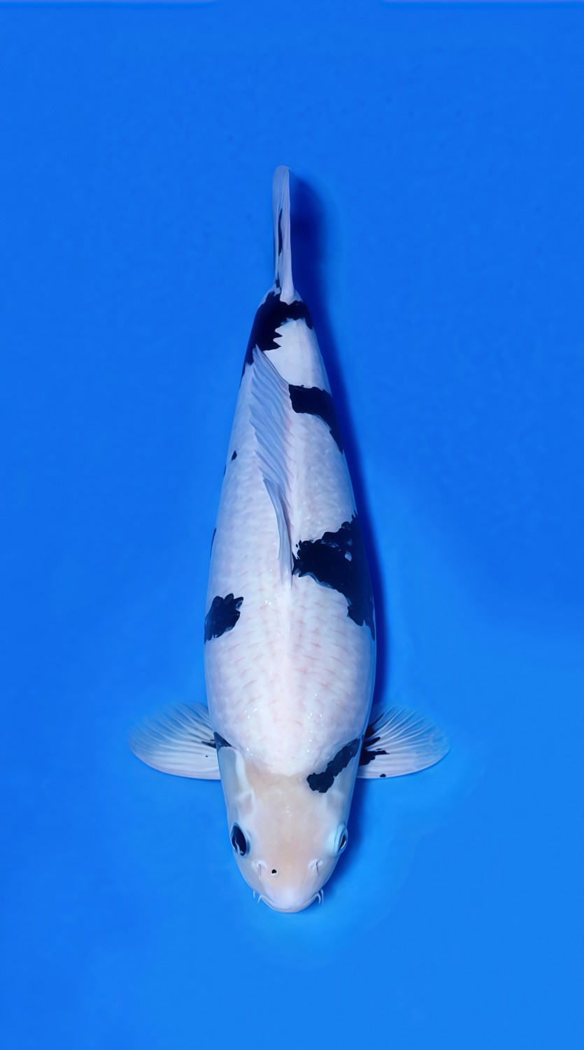 Best In Size B, 46 - 50 cm