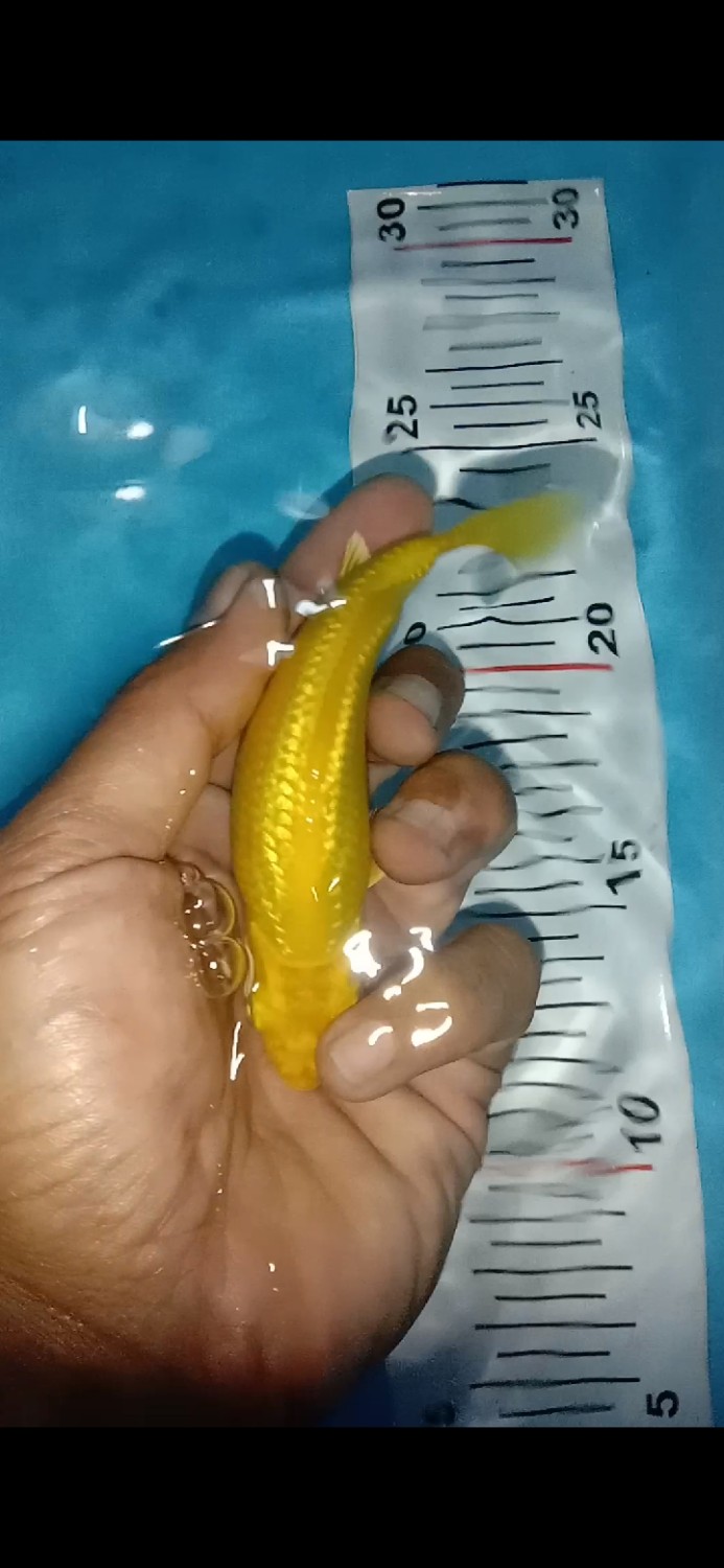 Juara 2