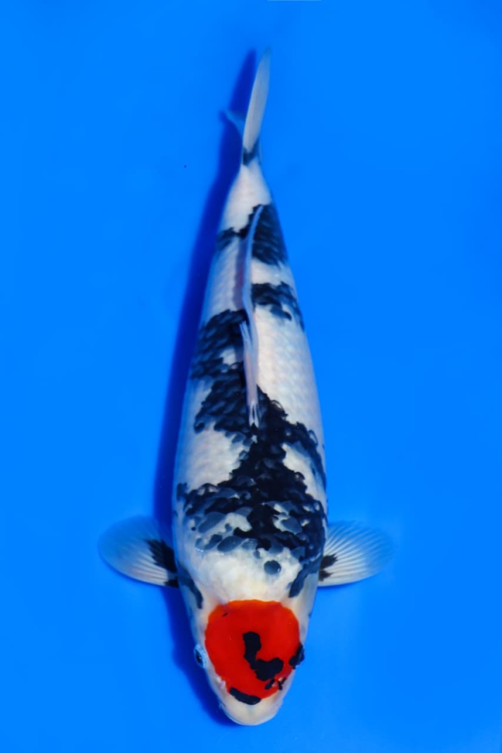 Juara 2