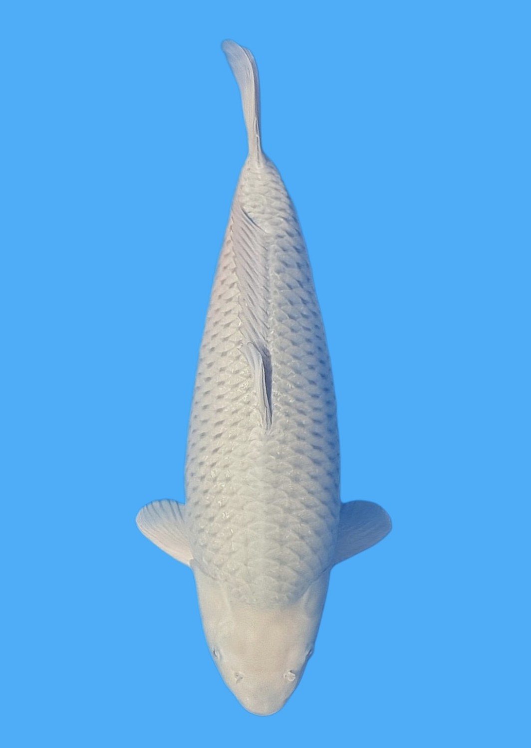 Juara 2