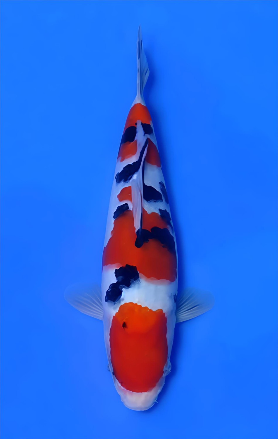 Juara 2