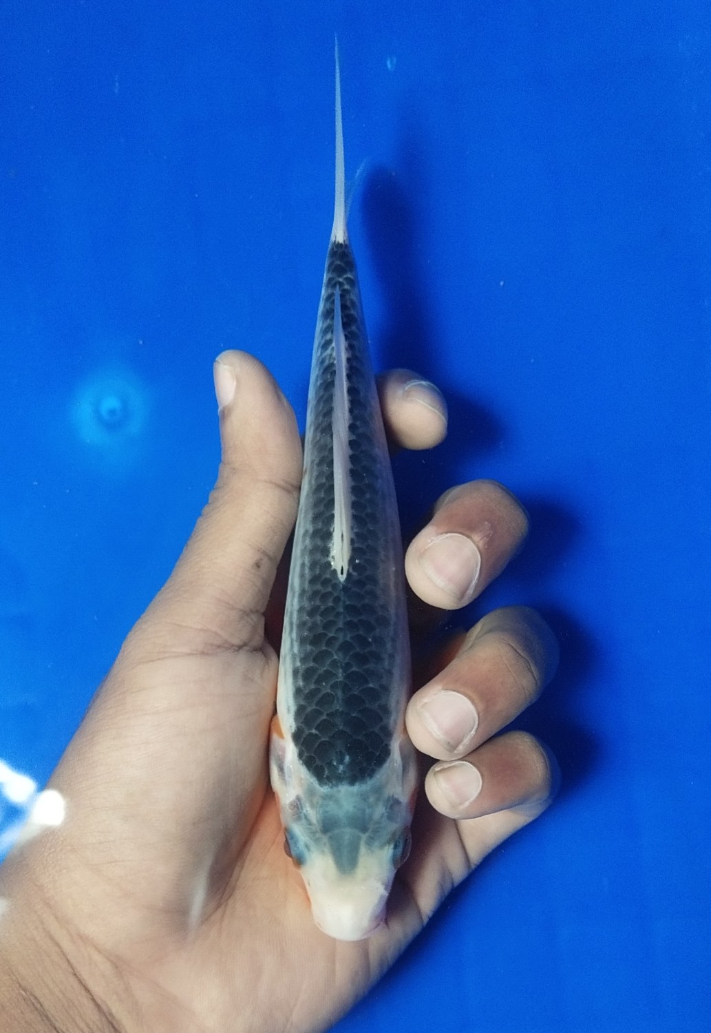 Juara 3
