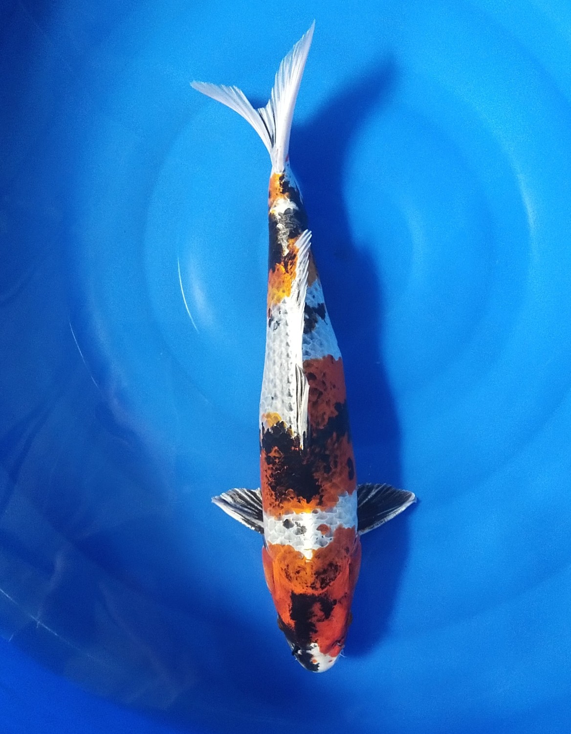 Juara 2