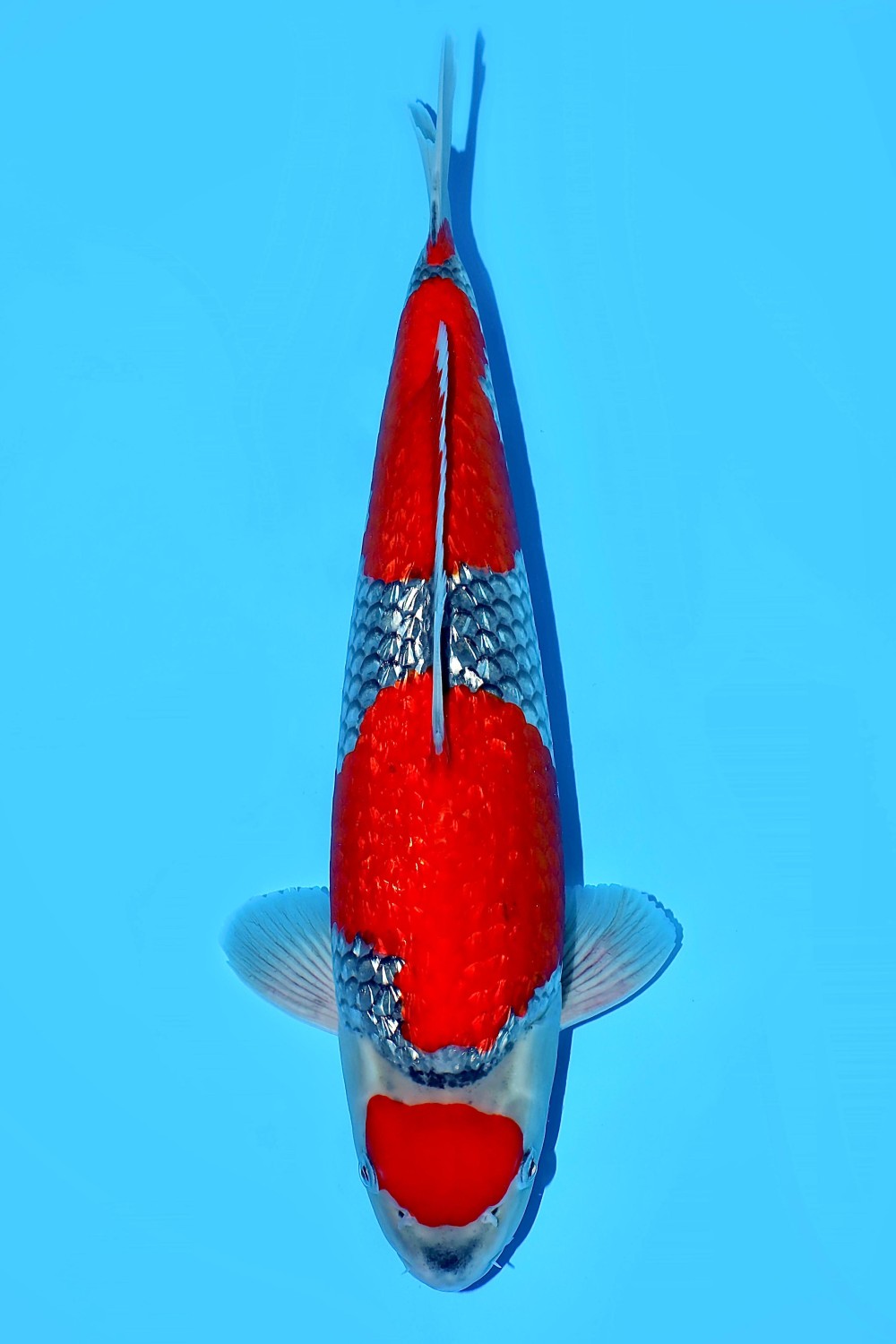 Juara 1