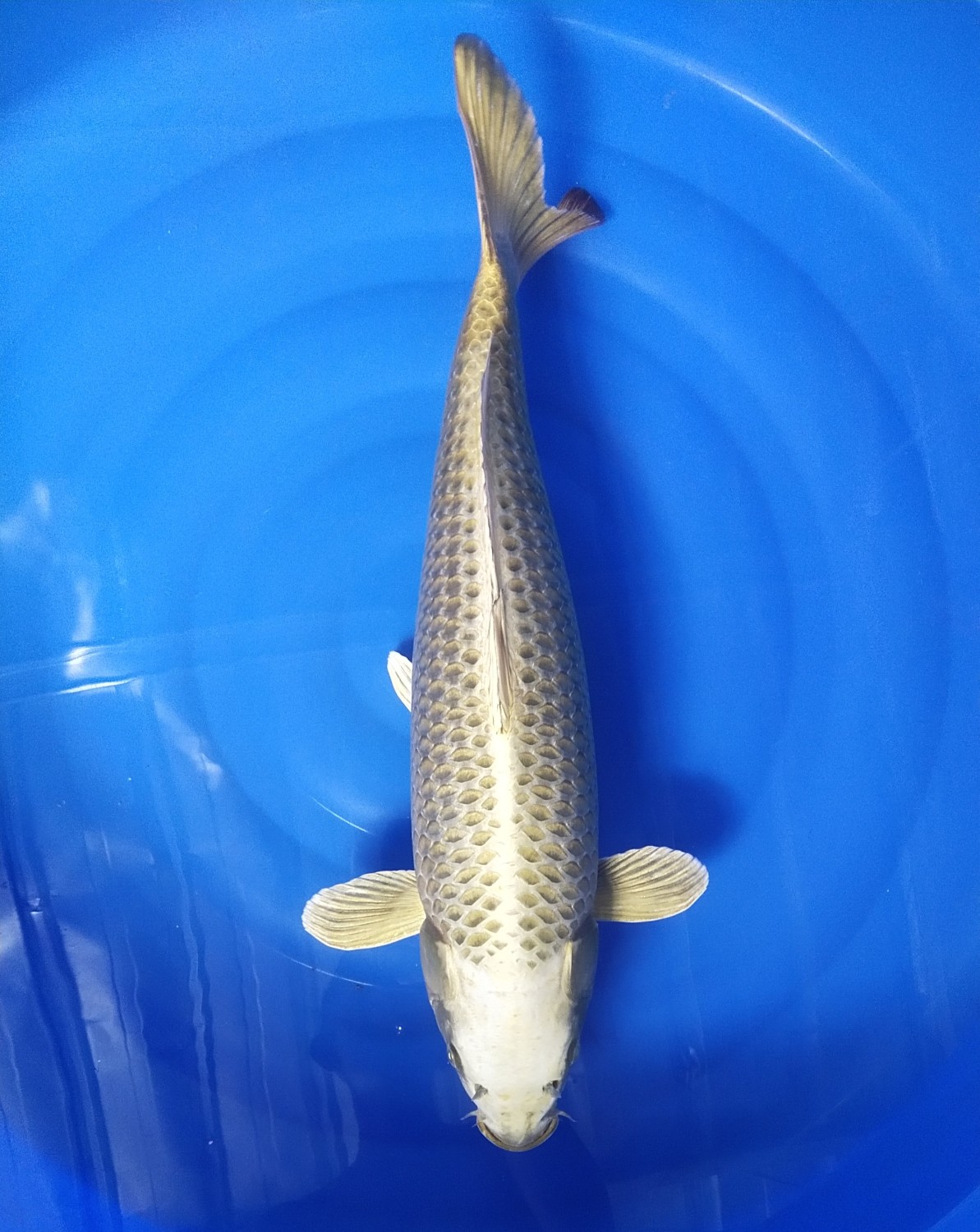 Juara 1