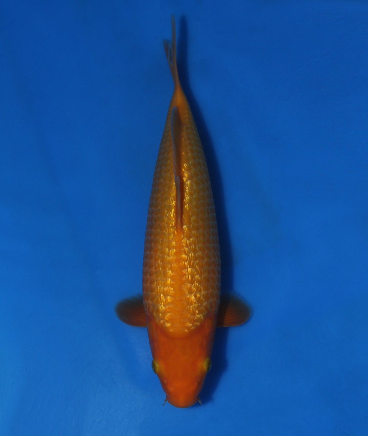 Juara 4