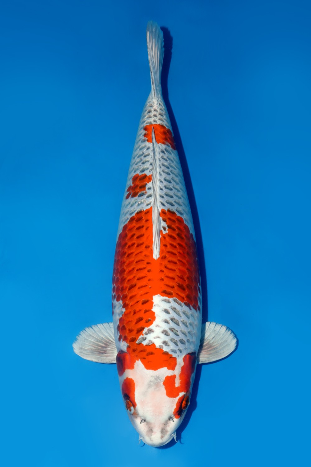 Juara 2