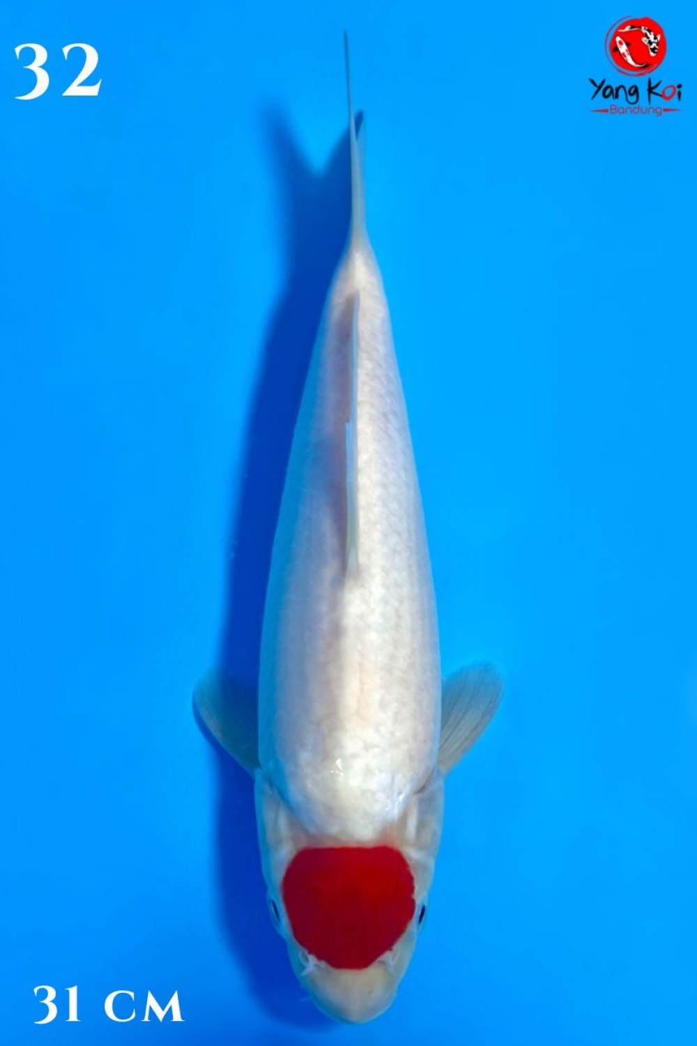 Juara 3