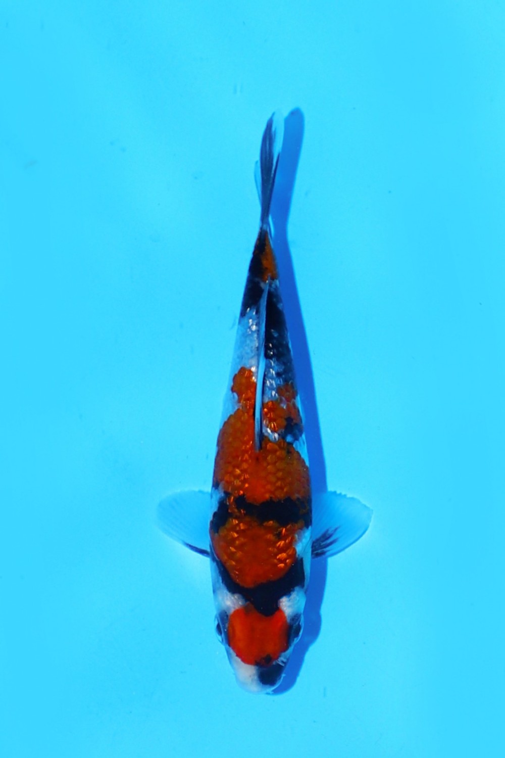 Juara 5