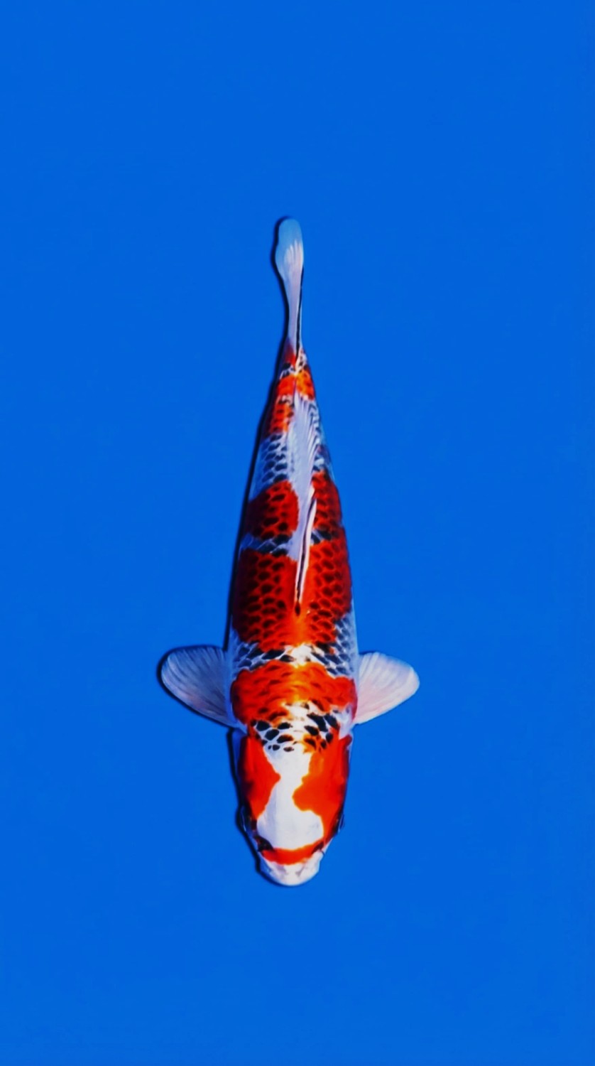 Juara 2