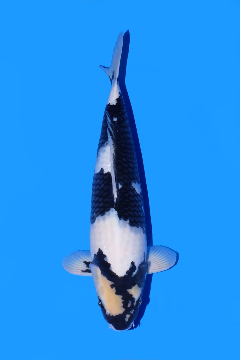Juara 2