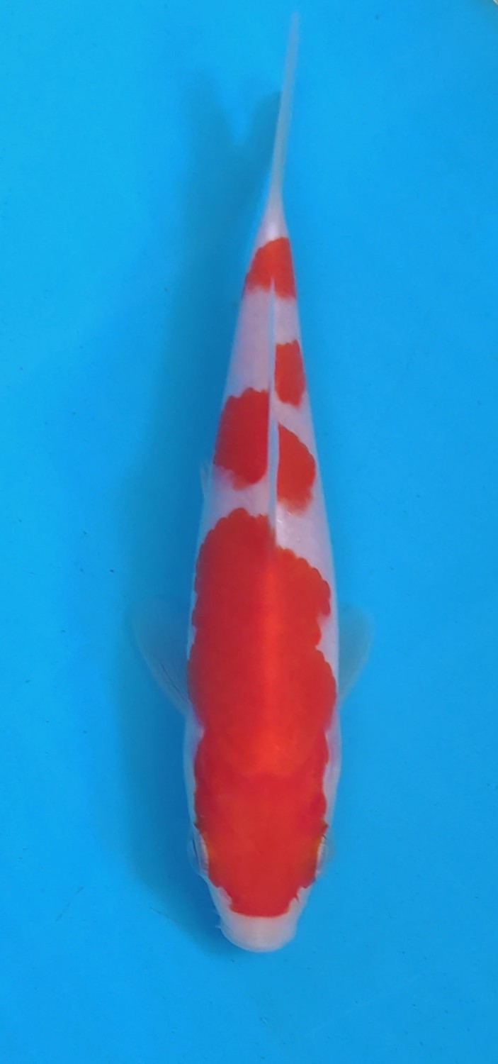 Juara 5
