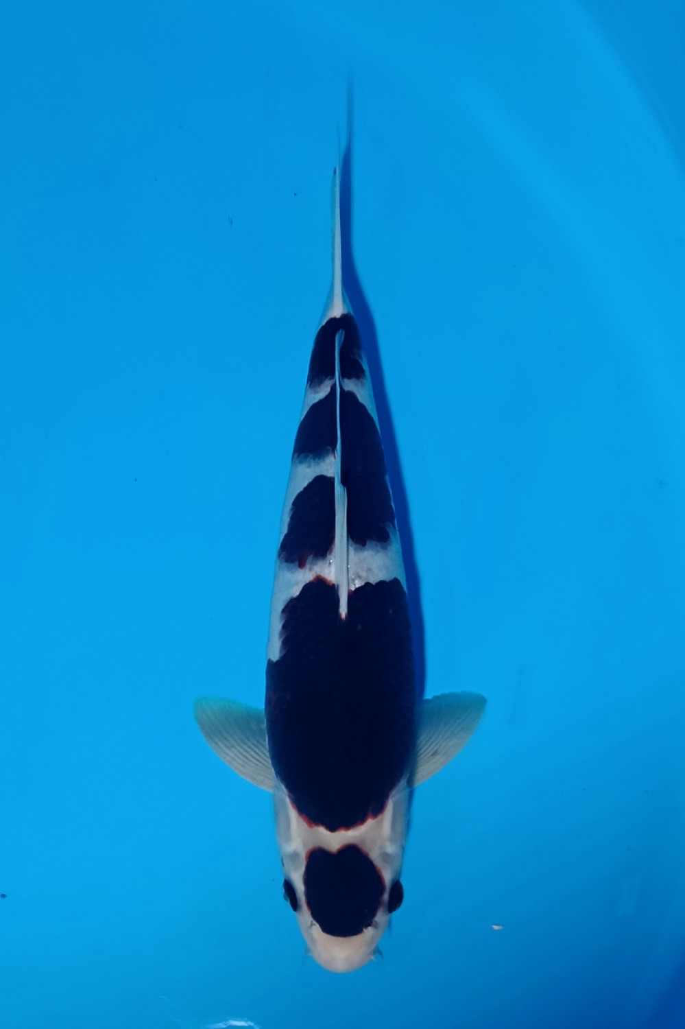 Juara 2
