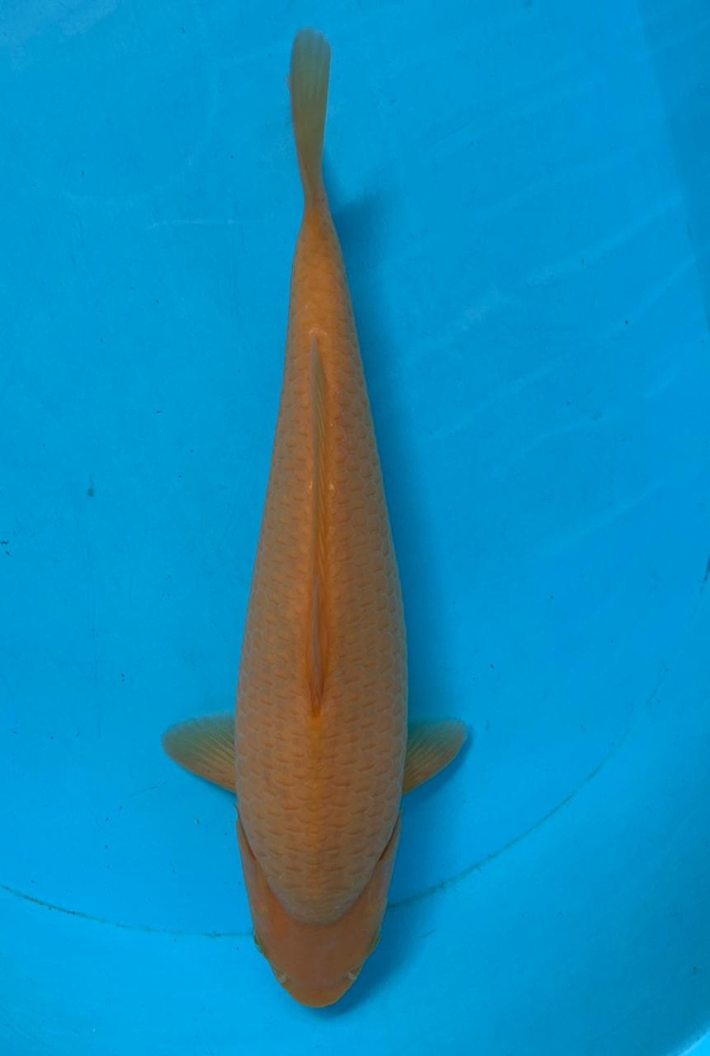 Best In Size E 26 - 30 cm