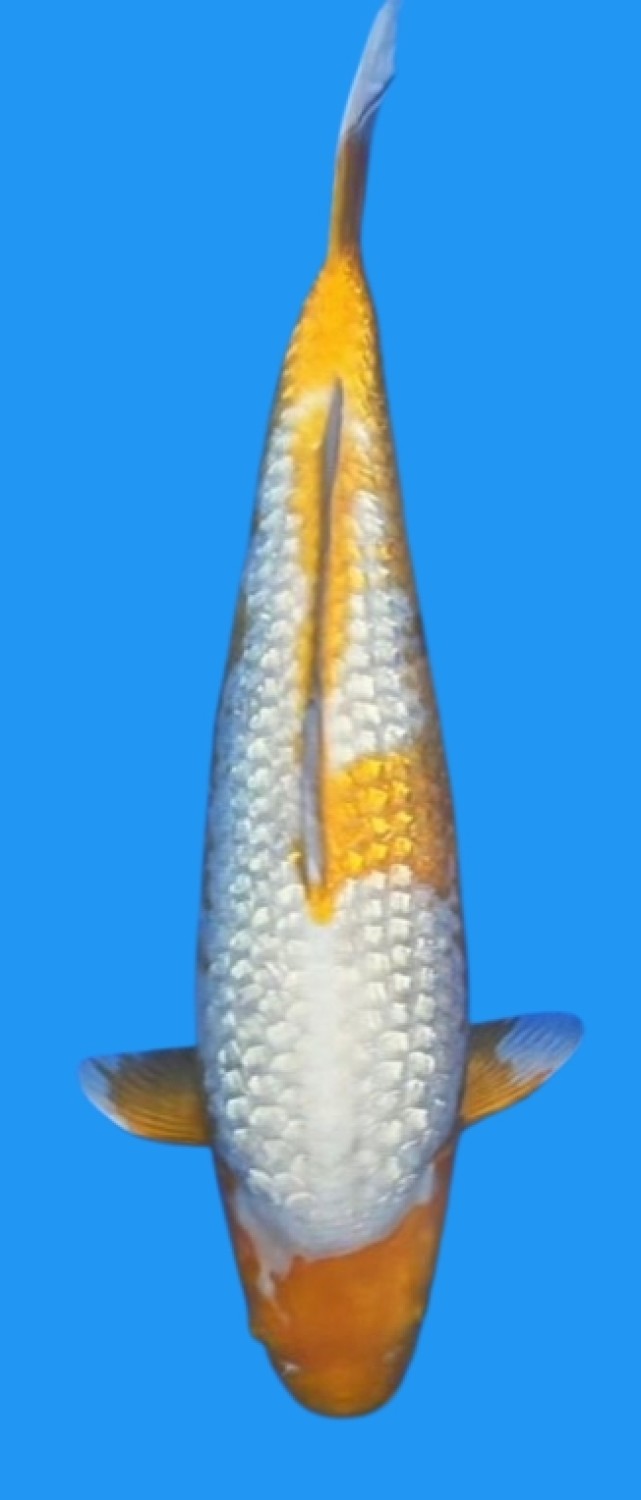 Juara 1