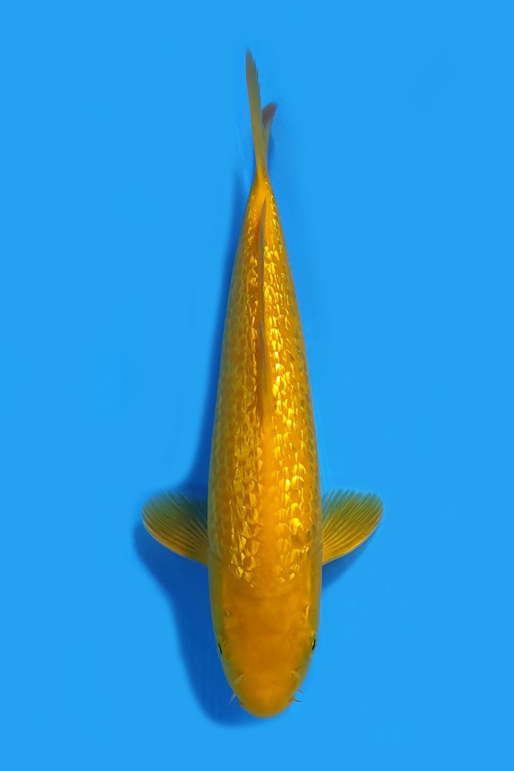 Juara 5