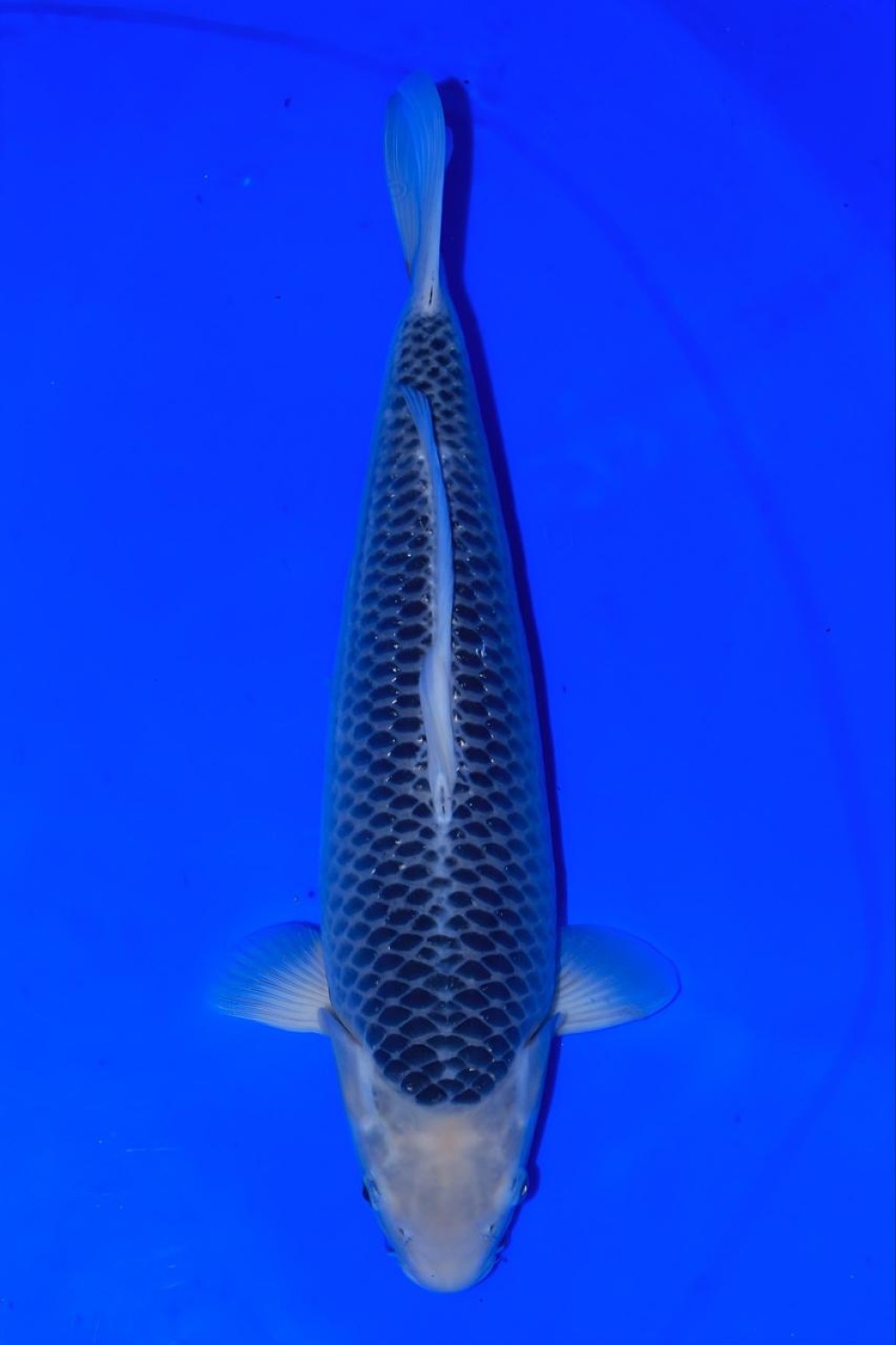Juara 1