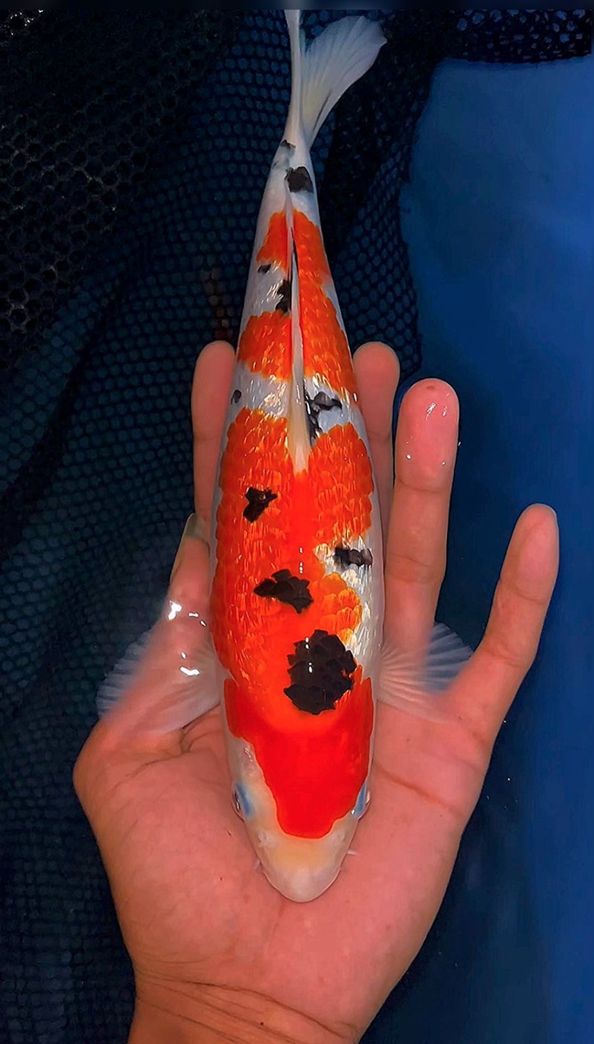 Juara 5